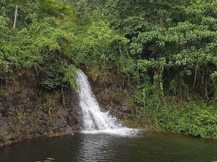 Athirapally Green Trees Athirappilly Luaran gambar